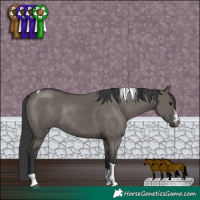 Horse Color:Grullo Sabino Tobiano Rabicano