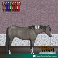 Horse Color:Grullo Sabino Tobiano Rabicano 