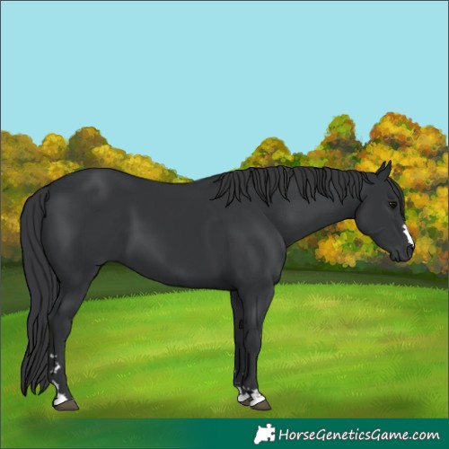 Horse Color:Black 