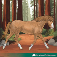 Horse Color:Chestnut 