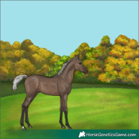 Horse Color:Silver Brown Dun 