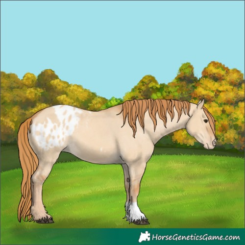Horse Color:Red Dun Appaloosa  and Red Dun Appaloosa 