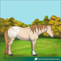Horse Color:Red Dun Appaloosa  and Red Dun Appaloosa 