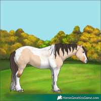 Horse Color:Bay Dun Tobiano 