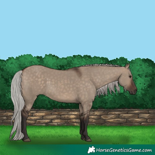 Horse Color:Silver Brown Dun 