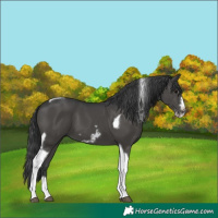 Horse Color:Black Tobiano Frame 