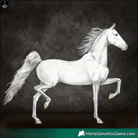 Horse Color:Cremello Near Leopard 