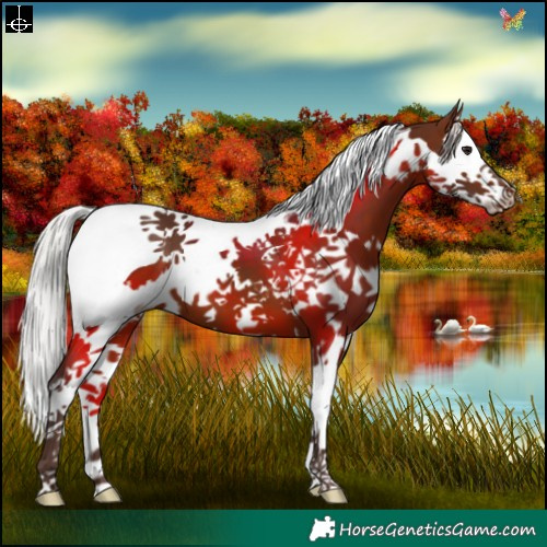 Horse Color:Silver Brown Splash Tobiano 
