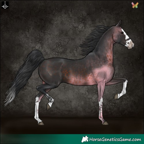 Horse Color:Brown Splash 