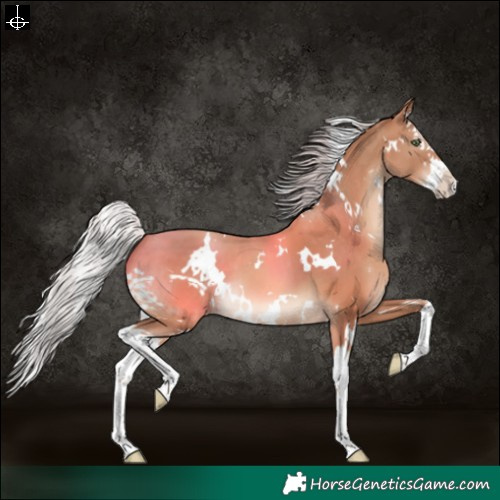 Horse Color:White Spotted Silver Sable Champagne Splash 