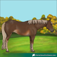 Horse Color:Gray Chocolate Palomino 