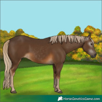 Horse Color:Gray Chocolate Palomino 