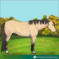 Horse Color:Buckskin 