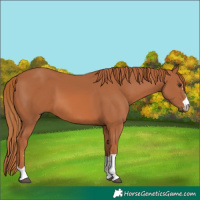 Horse Color:Chestnut 