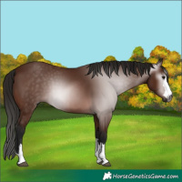 Horse Color:Gray Bay 