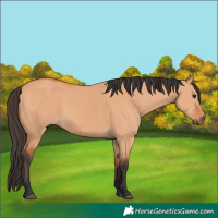 Horse Color:Bay Dun 