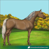Horse Color:Gray Chocolate Palomino Dun 