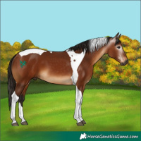 Horse Color:Gray Bay Tobiano 