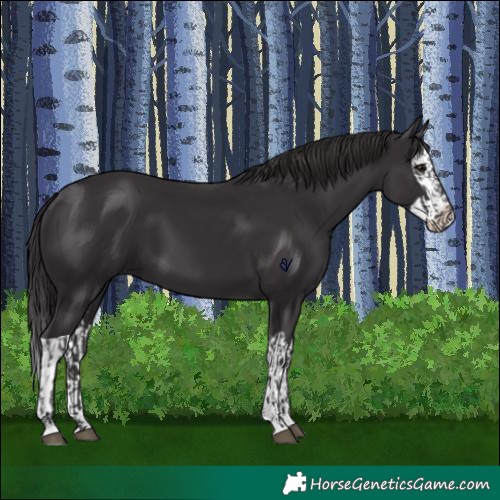 Horse Color:Smoky Black  and Smoky Black Splash 