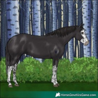 Horse Color:Smoky Black  and Smoky Black Splash 