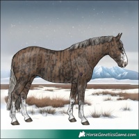 Horse Color:Smoky Black  and Silver Smoky Black 