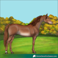 Horse Color:Chestnut 