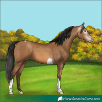 Horse Color:Gray Amber Champagne Tobiano 