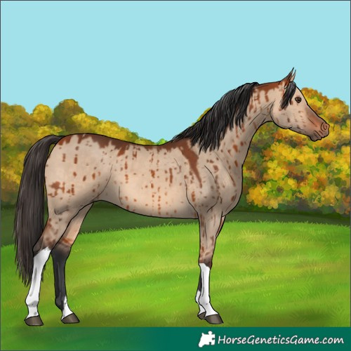 Horse Color:Bay Dun Tobiano Brindle 