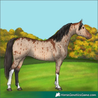 Horse Color:Bay Dun Tobiano Brindle 