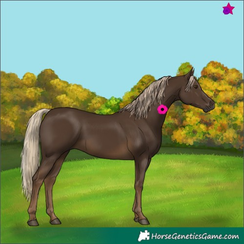 Horse Color:Gray Chocolate Palomino 