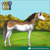 Horse Color:Buckskin Splash 