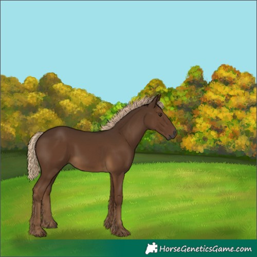 Horse Color:Gray Chocolate Palomino 