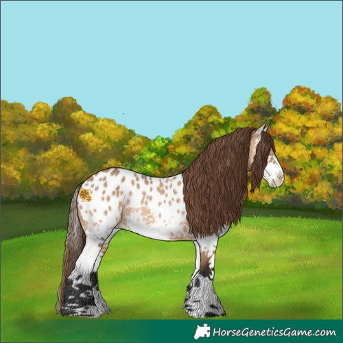 Horse Color:White Spotted Bay Dun Splash Appaloosa Rabicano 
