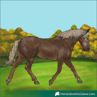 Horse Color:Gray Chocolate Palomino 