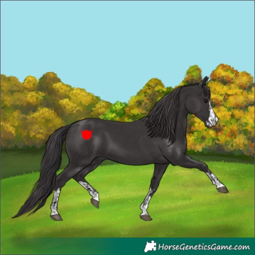 Horse Color:Smoky Black  and Smoky Black 