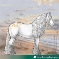 Horse Color:Palomino Appaloosa 
