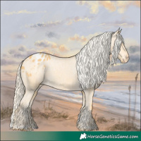 Horse Color:Palomino Appaloosa 