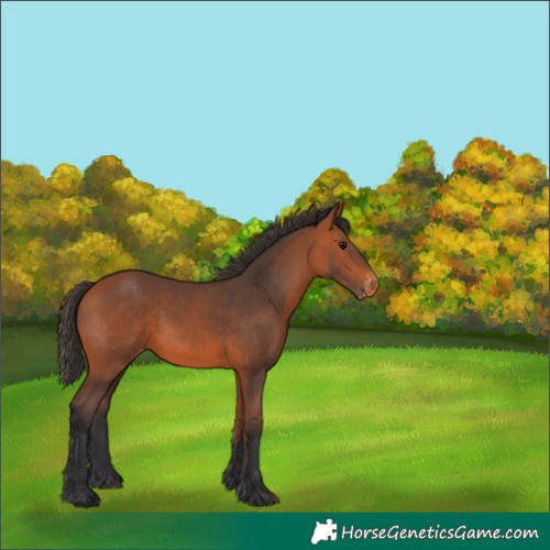 Horse Color:Bay Appaloosa