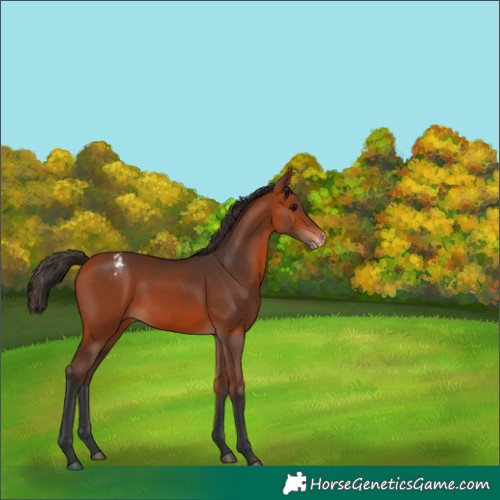 Horse Color:Bay Varnish 