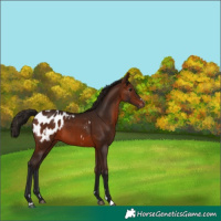 Horse Color:Gray Bay Appaloosa