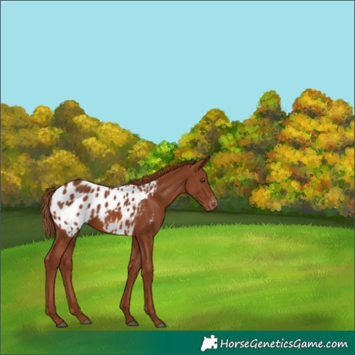 Horse Color:Chestnut Blanket