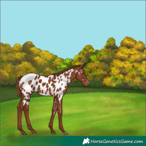 Horse Color:Chestnut Near Leopard 