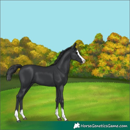 Horse Color:Black Splash 