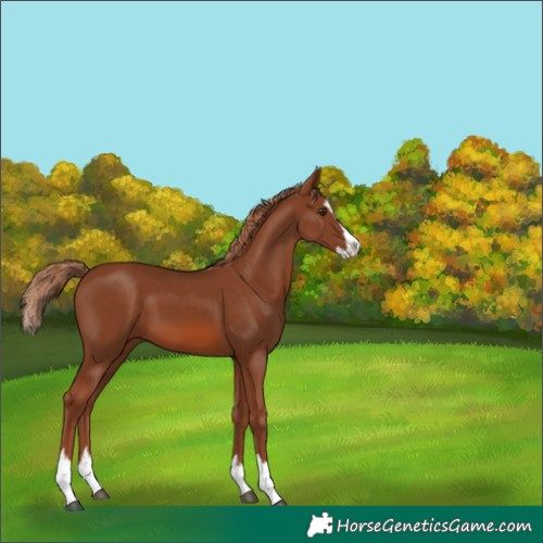 Horse Color:Chestnut Splash