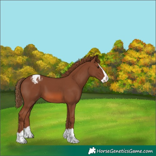 Horse Color:Chestnut Splash Appaloosa