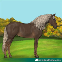 Horse Color:Gray Chocolate Palomino 