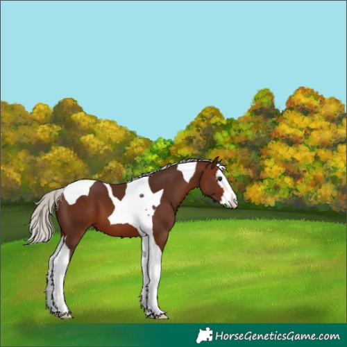 Horse Color:Silver Brown Splash Tobiano 