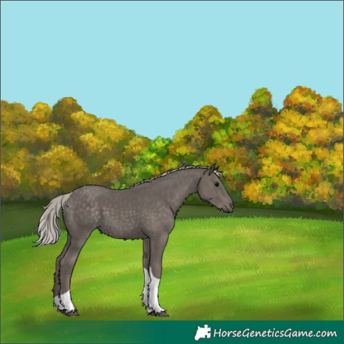 Horse Color:White Spotted Silver Black Tobiano 