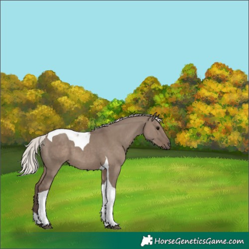 Horse Color:Silver Grullo Tobiano 