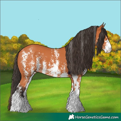 Horse Color:Bay Sabino 